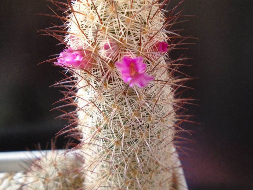 Mammillaria microhelia - Cactusi 2019