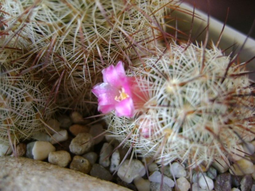 Mammillaria microhelia - Cactusi 2019