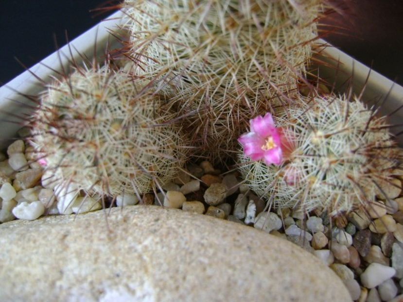 Mammillaria microhelia - Cactusi 2019