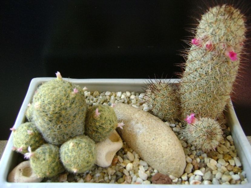 Grup de 2 Mammillaria - Cactusi 2019