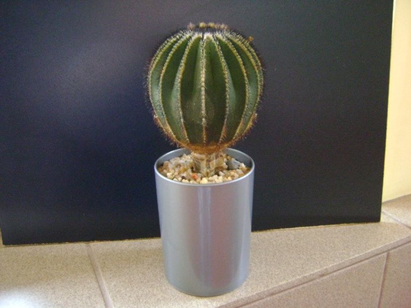 Uebelmannia pectinifera (altoita) - Cactusi 2019