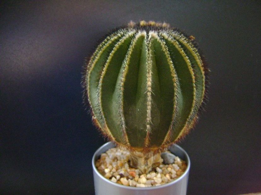 Uebelmannia pectinifera - Cactusi 2019