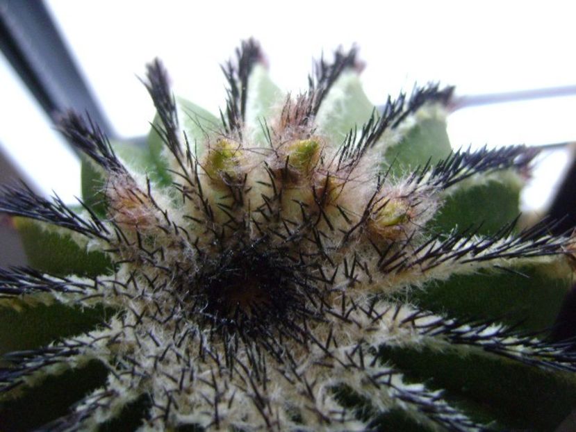 Uebelmannia pectinifera - Cactusi 2019
