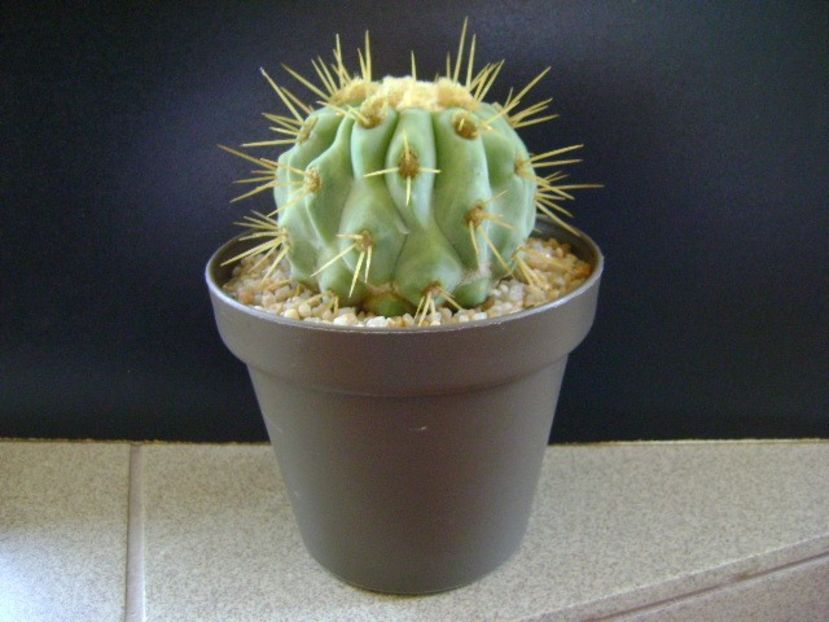 Copiapoa haseltoniana, Las Pintadas, Chile - Cactusi 2019