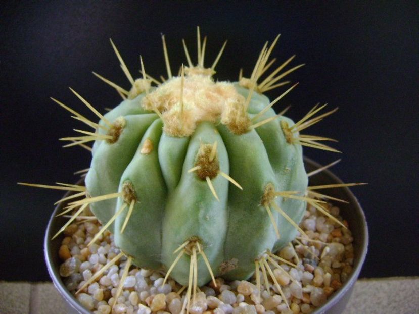 Copiapoa haseltoniana, Las Pintadas, Chile - Cactusi 2019
