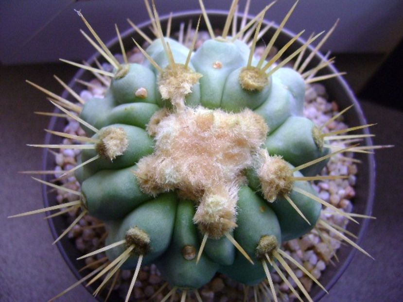 Copiapoa haseltoniana, Las Pintadas, Chile - Cactusi 2019