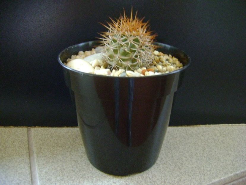Ferocactus lindsayi, SB 535, Infiernillo, Michoacán, Mx - Cactusi 2019
