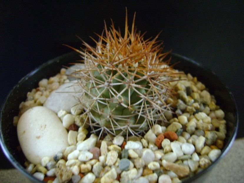 Ferocactus lindsayi, SB 535, Infiernillo, Michoacán, Mx - Cactusi 2019