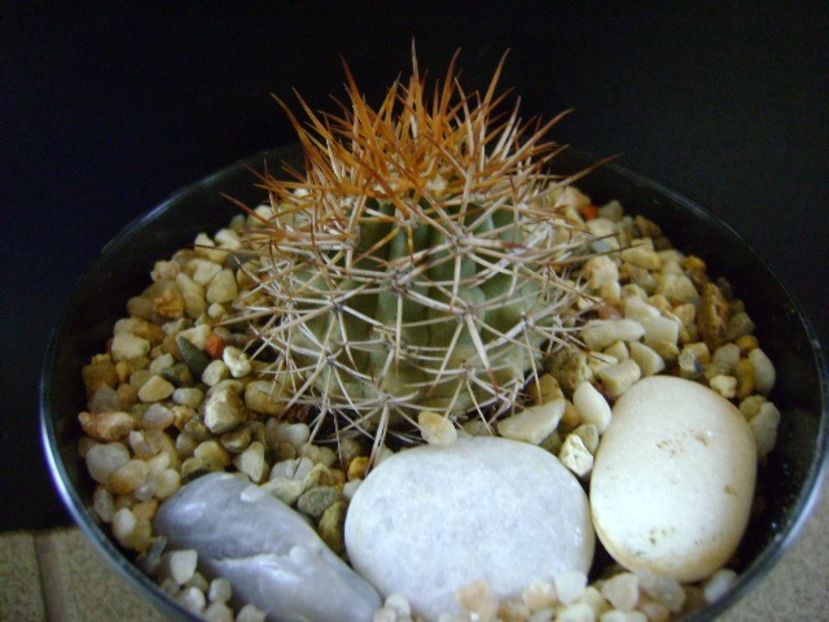 Ferocactus lindsayi, SB 535, Infiernillo, Michoacán, Mx - Cactusi 2019