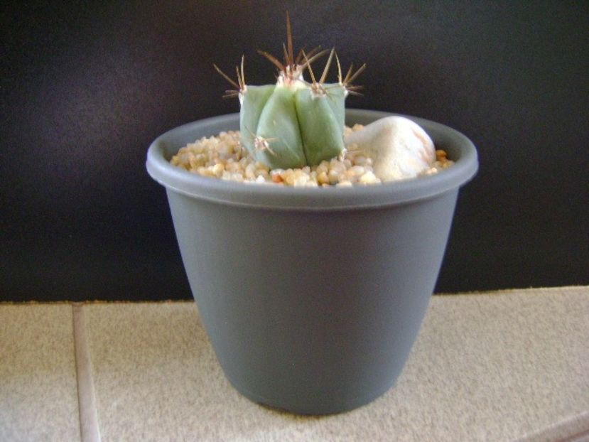 Echinocactus ingens v. grandis - Cactusi 2019