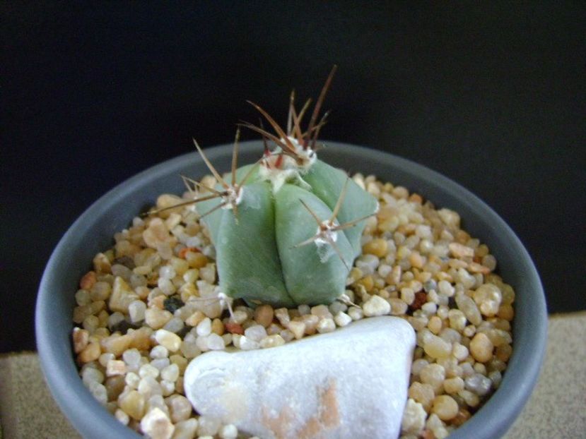 Echinocactus ingens v. grandis - Cactusi 2019