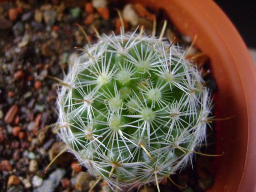 Mammillaria boolii - Cactusi 2019