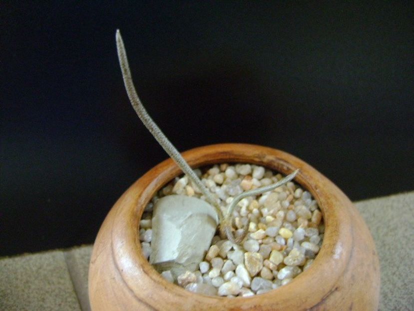 Digitostigma caput medusae, Los Herreras, NL, Mx - Cactusi 2019