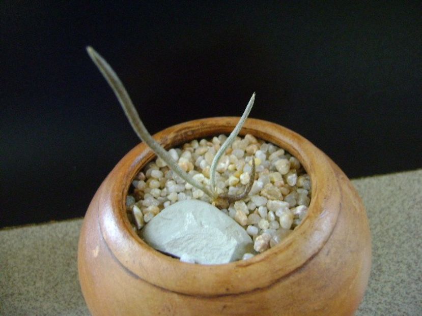 Digitostigma caput medusae, Los Herreras, NL, Mx - Cactusi 2019