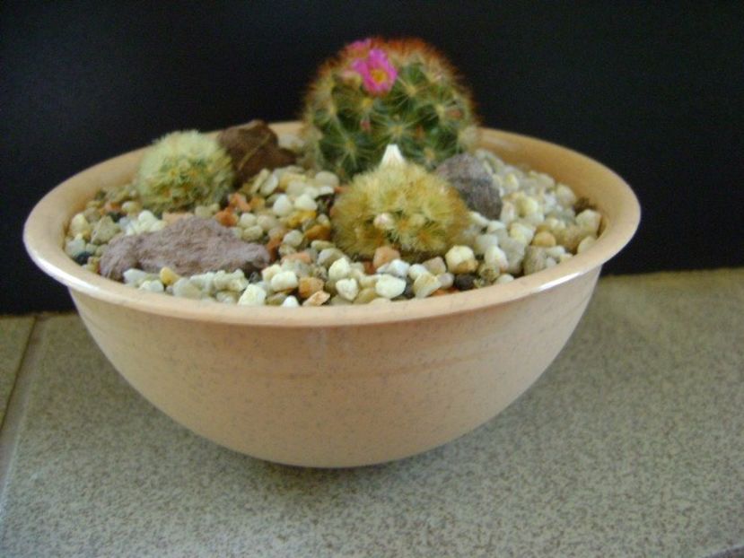 Grup de 3 Mammillaria carmenae - Cactusi 2019