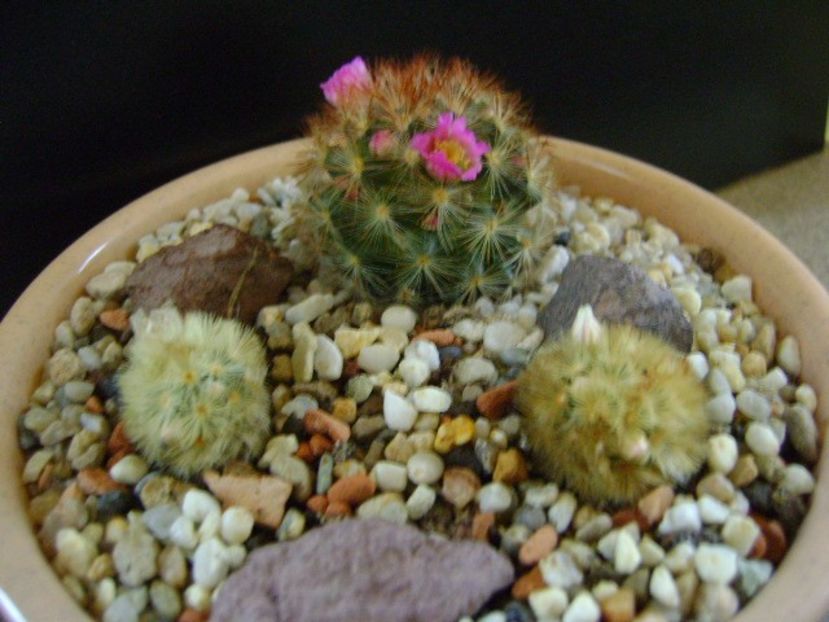 Grup de 3 Mammillaria carmenae - Cactusi 2019