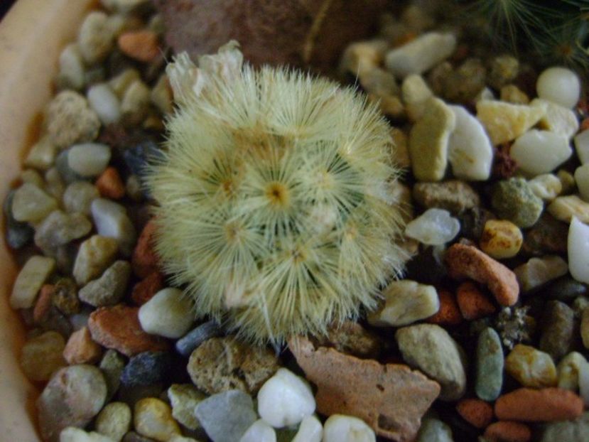 Mammillaria carmenae - Cactusi 2019
