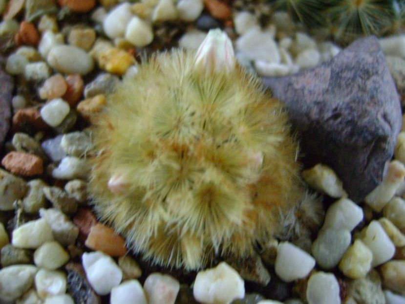 Mammillaria carmenae f. rubrispina - Cactusi 2019