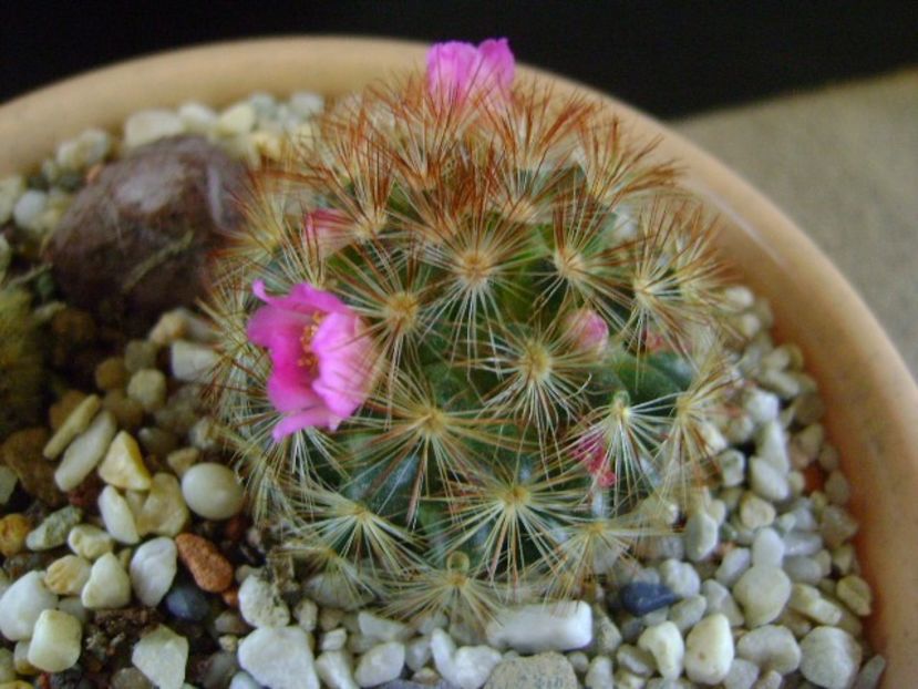 Mammillaria carmenae f. rubrispina (flori roz) - Cactusi 2019
