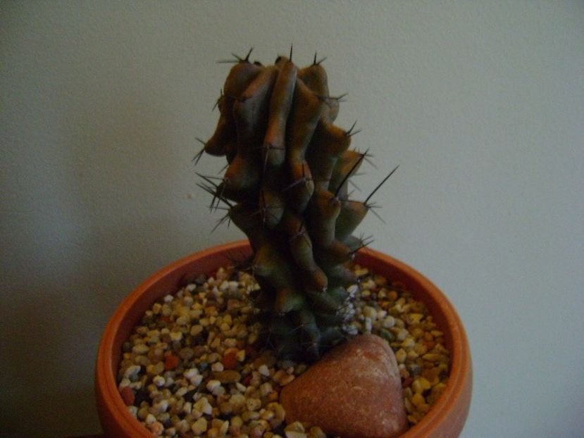 Stenocereus benekei - Cactusi 2019