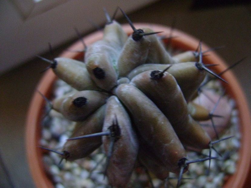 Stenocereus benekei - Cactusi 2019