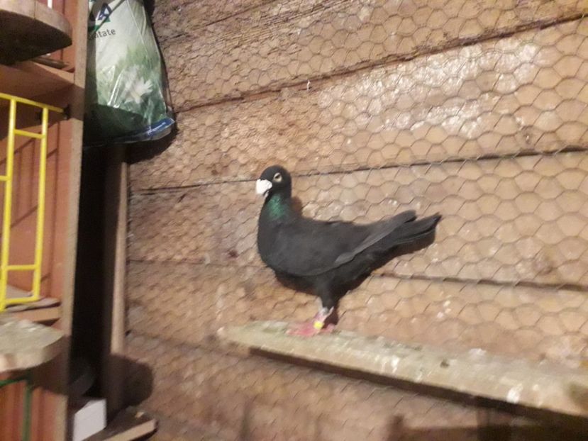  - Voiajori germani 2019 matca