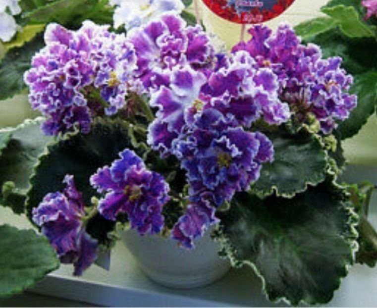 ND Pervoklashka - Violete africane de colectie