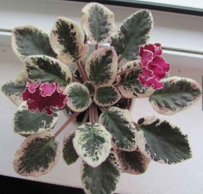 Necunoscuta Ch    - Violete africane de colectie