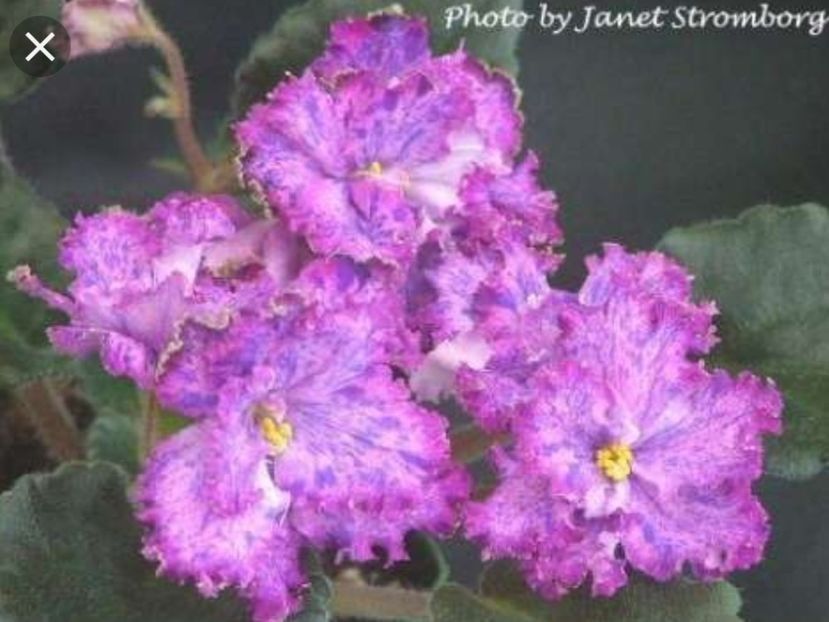 Ozio - Violete africane de colectie