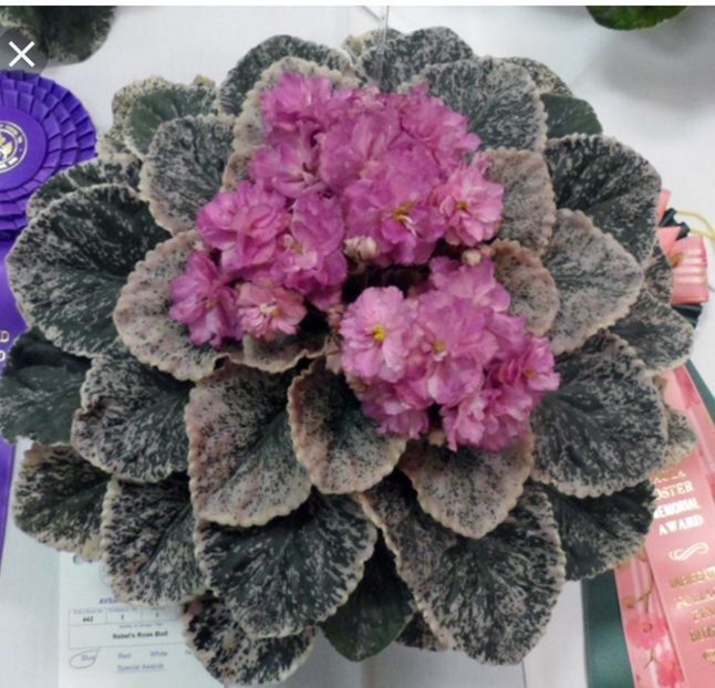 Rebel s Rose Bud    - Violete africane de colectie