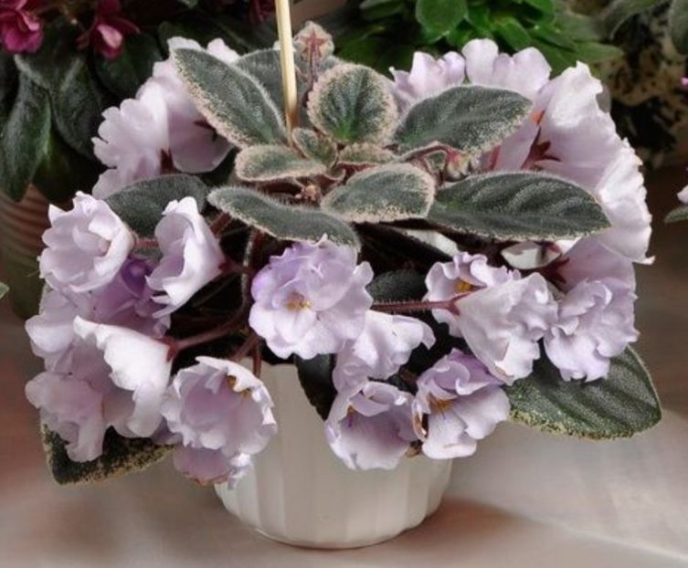 Rob s Pewter Bells    - Violete africane de colectie