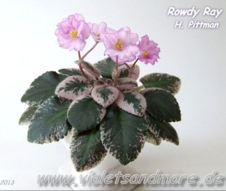 Rowdy Ray    - Violete africane de colectie