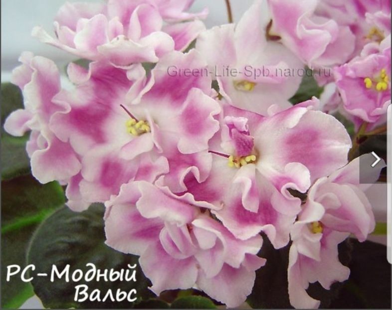 RS Modern Waltz - Violete africane de colectie