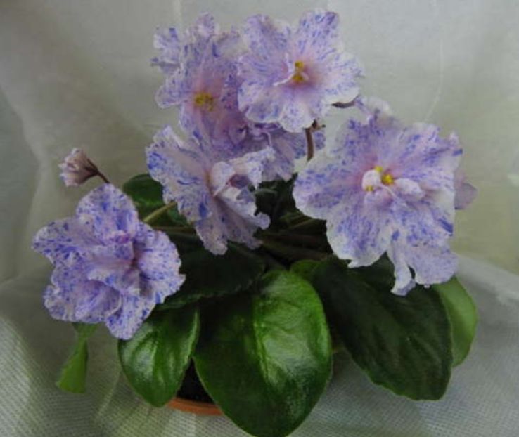 RS Nayada - Violete africane de colectie