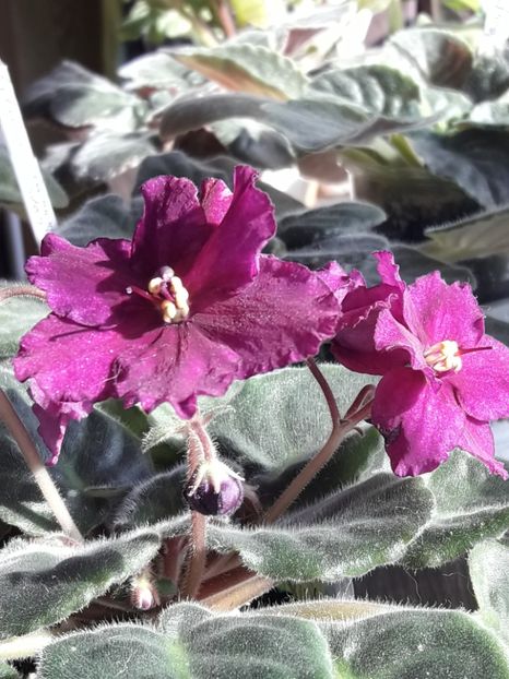  - Rebel s Flaming Star