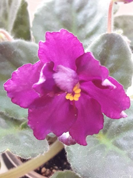  - Rebel s Flaming Star