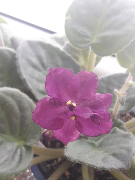  - Rebel s Flaming Star