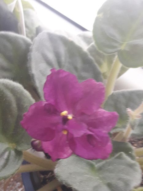  - Rebel s Flaming Star