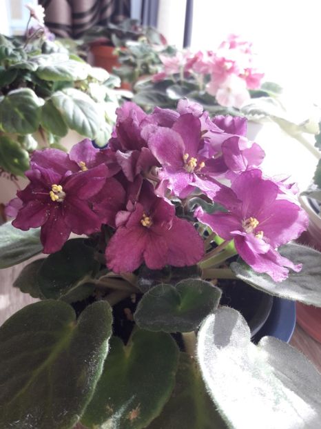  - Rebel s Flaming Star