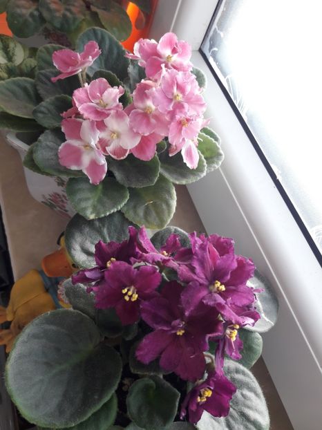  - Rebel s Flaming Star