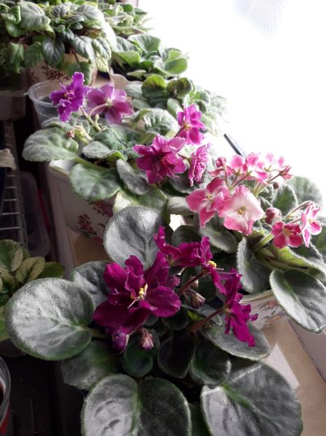  - Rebel s Flaming Star