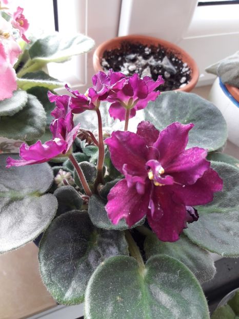  - Rebel s Flaming Star