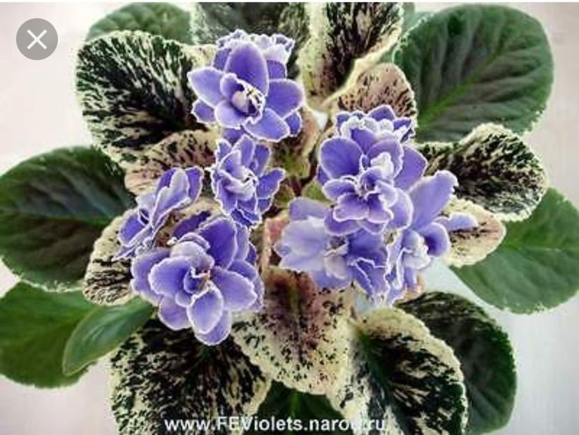 Sansoucy Coco - Violete africane de colectie