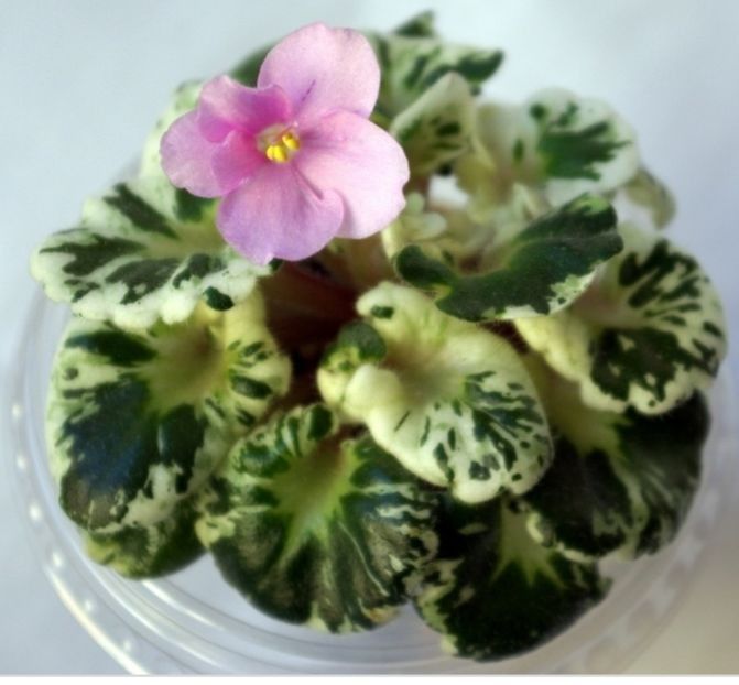 Shirls Freckled Face - Violete africane de colectie