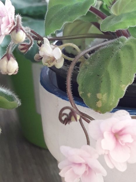  - Rob s Vanilla Trail