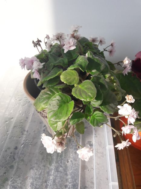  - Rob s Vanilla Trail