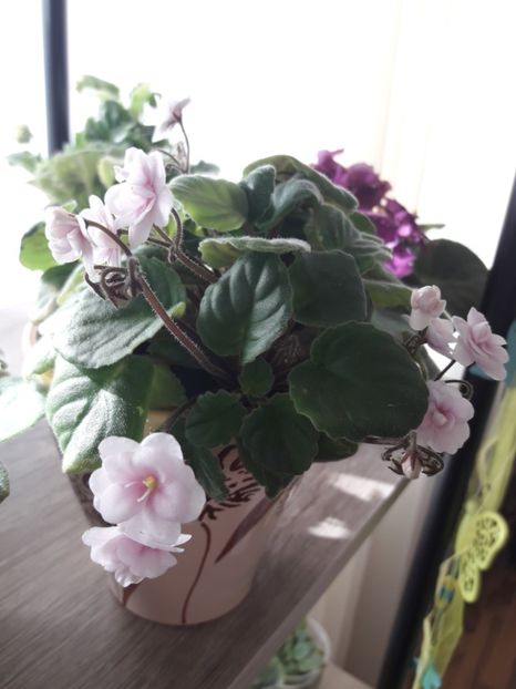  - Rob s Vanilla Trail