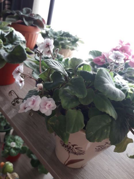  - Rob s Vanilla Trail