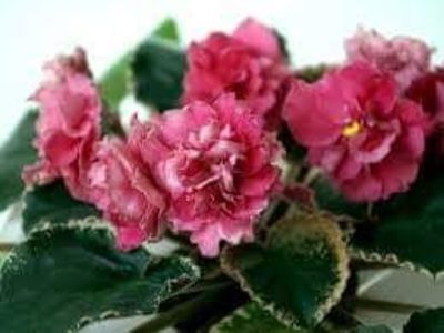 Zivai - Violete africane de colectie