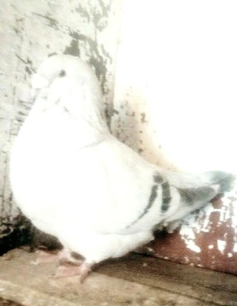  - - A - CRESCATOR POLIVALENT